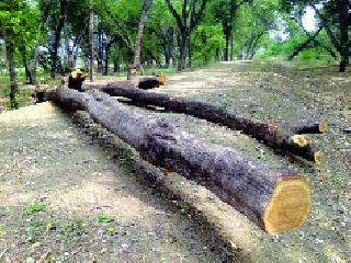 Increased tree trunk in the 'Tawarja' area | ‘तावरजा’ परिसरात वाढली वृक्षतोड Increased tree trunk in the 'Tawarja' area | ‘तावरजा’ परिसरात वाढली वृक्षतोड