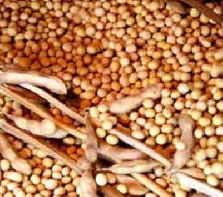 Soybean seeds unreachable! | सोयाबीन बियाण्याचे दर आवाक्याबाहेर!