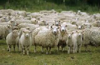 Use of sheep for organic manure | सेंद्रिय खतासाठी मेंढ्यांचा वापर Use of sheep for organic manure | सेंद्रिय खतासाठी मेंढ्यांचा वापर