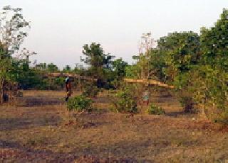 Forest slaughter, increasing environmental pollution due to pollution | वनांची कत्तल, वाढत्या प्रदूषणाने पर्यावरण संकटात