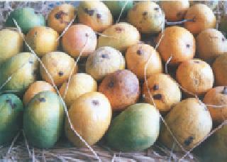 Mango becomes cheap! | आंबा झाला स्वस्त! Mango becomes cheap! | आंबा झाला स्वस्त!