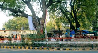 The rumors of the pandemic rotted plants | जाहिरातबाजी उठली झाडांच्या जीवावर