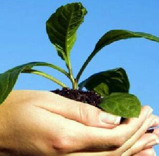 More of the plantation than the plantation; The use of plastic is limitless | वृक्षारोपणाऐवजी तोडच अधिक; प्लास्टिकचा वापरही अमर्याद