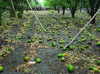 Sixteen villages with black and green holes in the moonlight | करंजीसह सोळा गावे अंधारात, चांद्यात गारपीट