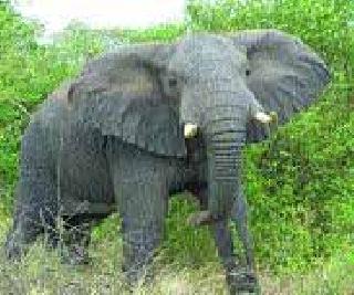 Farmers' attention to 'elephants' of the deceased | मृगाच्या ‘हत्ती’ कडे शेतकऱ्यांचे लक्ष