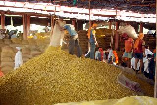 The rate of turmeric dropped by every thousand | हळदीचे दर हजाराने घसरले The rate of turmeric dropped by every thousand | हळदीचे दर हजाराने घसरले