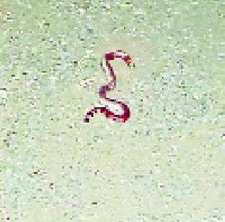 The rare snake found | दुर्मीळ सर्प आढळला The rare snake found | दुर्मीळ सर्प आढळला