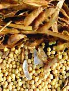 There is a tremendous increase in soybean seeds prices | सोयाबीन बियाणांच्या किंमतीत दीडपट वाढ
