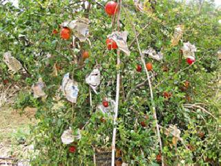 Hailstones, pomegranate bugs destroyed in the Rajwadi | राजेवाडीत गारपीट, डाळिंबांच्या बागा उद्ध्वस्त