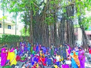 Vatsavitri Purnima ... Suvasini, while worshiping Vada tree at Pimpalgaon Basuvind in Niphad taluka of the district. | वटसावित्री पौर्णिमा... जिल्ह्यातील निफाड तालुक्यातील पिंपळगाव बसवंत येथे वडाच्या वृक्षाचे पूजन करताना सुवासिनी. Vatsavitri Purnima ... Suvasini, while worshiping Vada tree at Pimpalgaon Basuvind in Niphad taluka of the district. | वटसावित्री पौर्णिमा... जिल्ह्यातील निफाड तालुक्यातील पिंपळगाव बसवंत येथे वडाच्या वृक्षाचे पूजन करताना सुवासिनी.