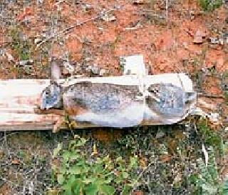 Smuggling of wild animals with wood | लाकडांसोबत वन्यप्राण्यांची तस्करी Smuggling of wild animals with wood | लाकडांसोबत वन्यप्राण्यांची तस्करी