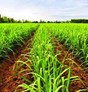 Sugarcane will increase | उसाची गोडी वाढणार