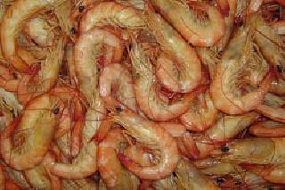 Disadvantages caused by shrimp prawns | निकृष्ट कोळंबी बीजांमुळे नुकसान Disadvantages caused by shrimp prawns | निकृष्ट कोळंबी बीजांमुळे नुकसान