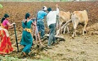 With the change of weather, the farmers started running | हवामान बदलताच शेतकऱ्यांची लगबग सुरू With the change of weather, the farmers started running | हवामान बदलताच शेतकऱ्यांची लगबग सुरू