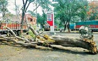 धारणीत वादळी पाऊस लाखोंचे नुकसान