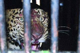 Another leopard cage | दुसरा बिबट्याही पिंजऱ्यात