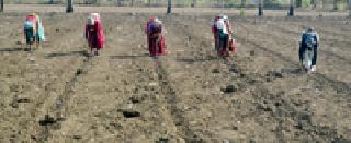 'Start the sowing process' | ‘पेरते व्हा़़़धुळपेरणीला प्रारंभ’ 'Start the sowing process' | ‘पेरते व्हा़़़धुळपेरणीला प्रारंभ’