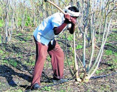 Tree plantation increased in the area | वाढवणा परिसरात वृक्षतोड वाढली Tree plantation increased in the area | वाढवणा परिसरात वृक्षतोड वाढली