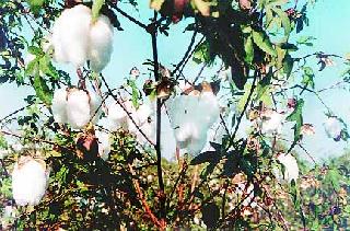 Hundreds of acres of summer cotton | शेकडो एकरात उन्हाळी कापूस