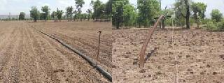 Due to drought sowing! | दुबार पेरणीचे सावट! Due to drought sowing! | दुबार पेरणीचे सावट!