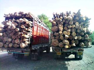Saguwan's four trucks were seized | सागवानचे चार ट्रक पकडले Saguwan's four trucks were seized | सागवानचे चार ट्रक पकडले