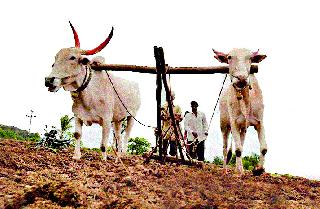 Hovering the farmer! | शेतकरी हवालदिल! Hovering the farmer! | शेतकरी हवालदिल!