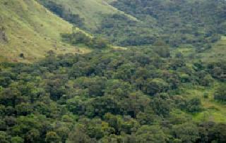 Kajavis Varajangan in the Western Ghats | पश्चिम घाटात काजव्यांचे तारांगण Kajavis Varajangan in the Western Ghats | पश्चिम घाटात काजव्यांचे तारांगण