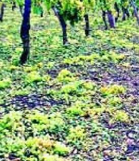 Hail Scam Distributed Help | गारपीट मदत वाटपात घोटाळा Hail Scam Distributed Help | गारपीट मदत वाटपात घोटाळा