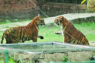 Home adoption of animal adoption scheme! | प्राणी दत्तक योजनेला घरघर ! Home adoption of animal adoption scheme! | प्राणी दत्तक योजनेला घरघर !