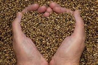 Now the farmers can check the germination of seeds! | आता शेतकरी तपासू शकतील बियाण्यांची उगवणक्षमता!