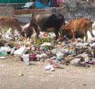 The Zero Garbage Area Campaign is being implemented in Cage | केजमध्ये राबविली जातेय शून्य कचरा क्षेत्र मोहीम The Zero Garbage Area Campaign is being implemented in Cage | केजमध्ये राबविली जातेय शून्य कचरा क्षेत्र मोहीम