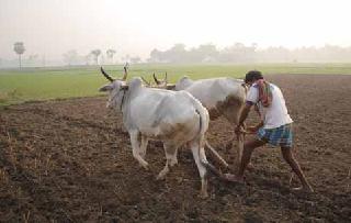 Last phase of Kharif season in Manora taluka | मानोरा तालुक्यात खरीप हंगामाची कामे अंतिम टप्प्यात