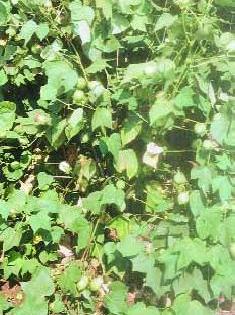 Soybean and cotton fields will grow | सोयाबीन, कपाशी क्षेत्र वाढणार