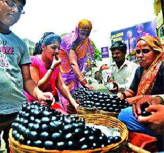 Gold price for ripe purple ... | पिकल्या जांभळाला सोन्याचा भाव...