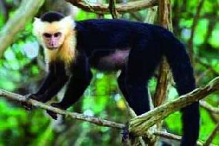 One of the deaths of apes | वानरांच्या मारामारीत एकाचा मृत्यू