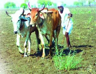 Insurance can be drawn on the proposed sowing | प्र्रस्तावित पेरणीवर विमा काढता येणार