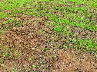 In case of incidence of seedlings due to lack of rainfall | पावसाअभावी रोपे जळण्याच्या स्थितीत In case of incidence of seedlings due to lack of rainfall | पावसाअभावी रोपे जळण्याच्या स्थितीत