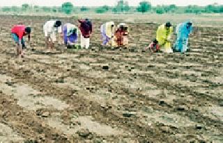 At the end of June, sow only 451 hectares | जूनअखेरीस केवळ ४५१ हेक्टरवर पेरा