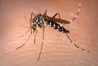 Dombivlian woman dies of dengue? | डोंबिवलीत डेंग्यूने महिलेचा मृत्यू?