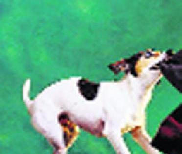 Puppies became a 'calf'! | कुत्र्यांची टोळी बनली ‘वासरांचा’ कर्दनकाळ ! Puppies became a 'calf'! | कुत्र्यांची टोळी बनली ‘वासरांचा’ कर्दनकाळ !