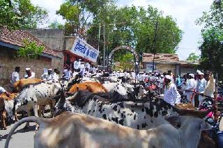 Front with fodder animals | चारा पाण्यासाठी जनावरांसह मोर्चा