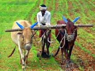 Only then farmers can be saved ..! | तरच टिकेल शेतकरी..!