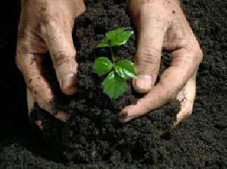 Feeding the soil and giving fertilizers | मातीपरीक्षण करून खते द्यावीत Feeding the soil and giving fertilizers | मातीपरीक्षण करून खते द्यावीत