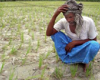 Drought cloud over west Varaha | पश्चिम वऱ्हाडावर दुष्काळाचे ढग Drought cloud over west Varaha | पश्चिम वऱ्हाडावर दुष्काळाचे ढग