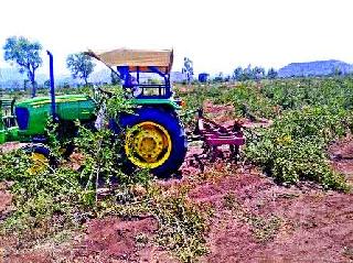 Anchor at the pomegranate gardens due to this | तेल्यामुळे डाळींब बागांवर नांगर Anchor at the pomegranate gardens due to this | तेल्यामुळे डाळींब बागांवर नांगर