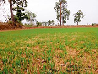 In Sakoli taluka, 50 percent of the sources are dry | साकोली तालुक्यात ५० टक्के पऱ्हे सुकले In Sakoli taluka, 50 percent of the sources are dry | साकोली तालुक्यात ५० टक्के पऱ्हे सुकले