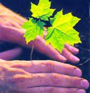 Good man, now plant trees | भल्या माणसा, आता तरी झाड लाव