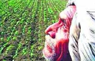 Harvested crops | पिके उद्ध्वस्त