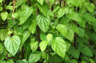 Due to torrential rains on the way to burning pond | पावसाने ओढ दिल्याने पानवेली जळण्याच्या मार्गावर