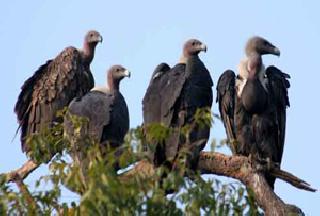 World Vision of Vulture Vandalism | गिधाडवेडय़ाची जागतिक दखल